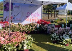 Plant Development Services Inc.'s brand Encore® Azalea
